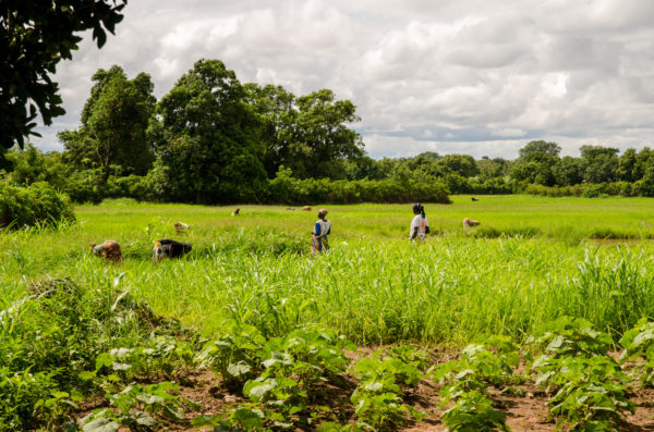 iStock 458467065 600x397 1 - : An be gnogon bolo, ensemble pour l’agroécologie