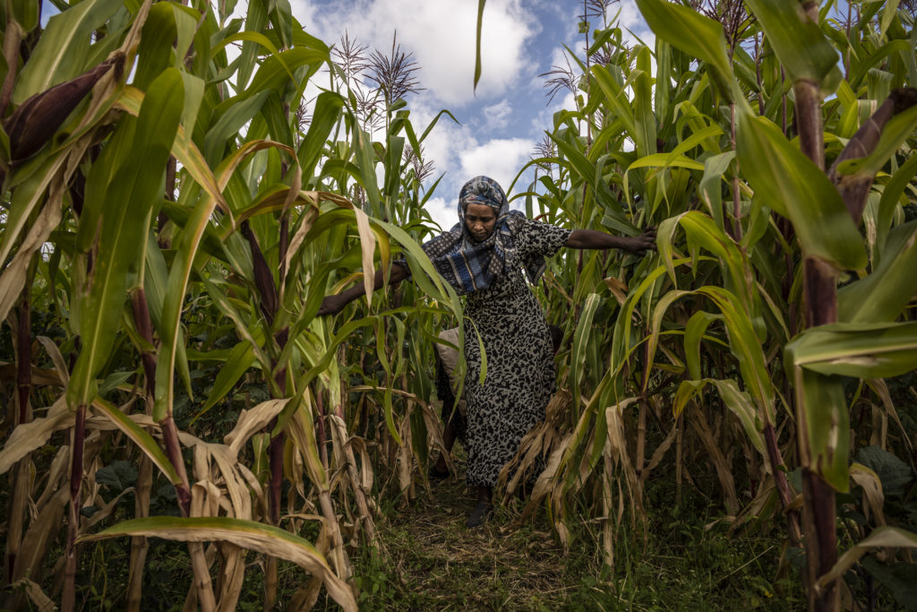 Une agricultrice dans un champ de maïs