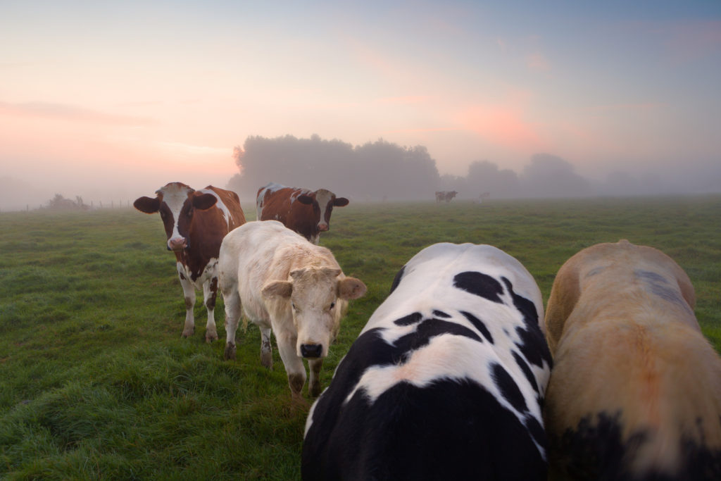 Initiative 5 - Humundi : 5 initiatives pour rêver le système alimentaire idéal