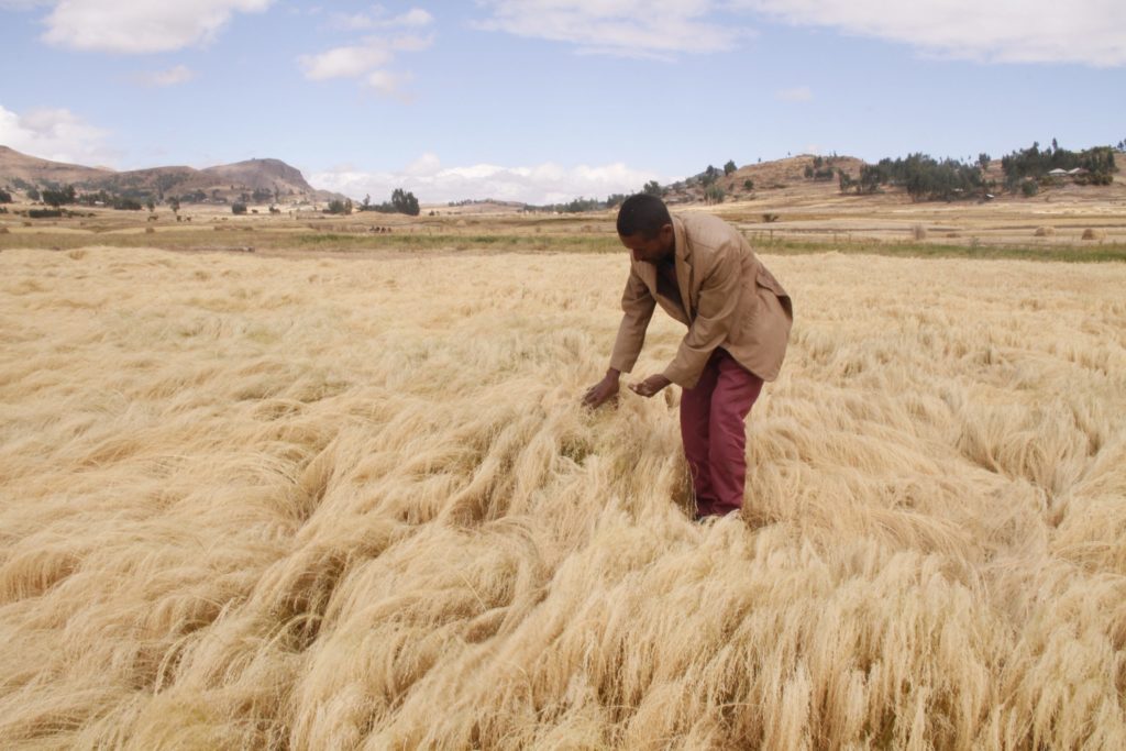 ethiopie projet biodiversite - : Préserver la biodiversité grâce à l’agroécologie : nos projets durables